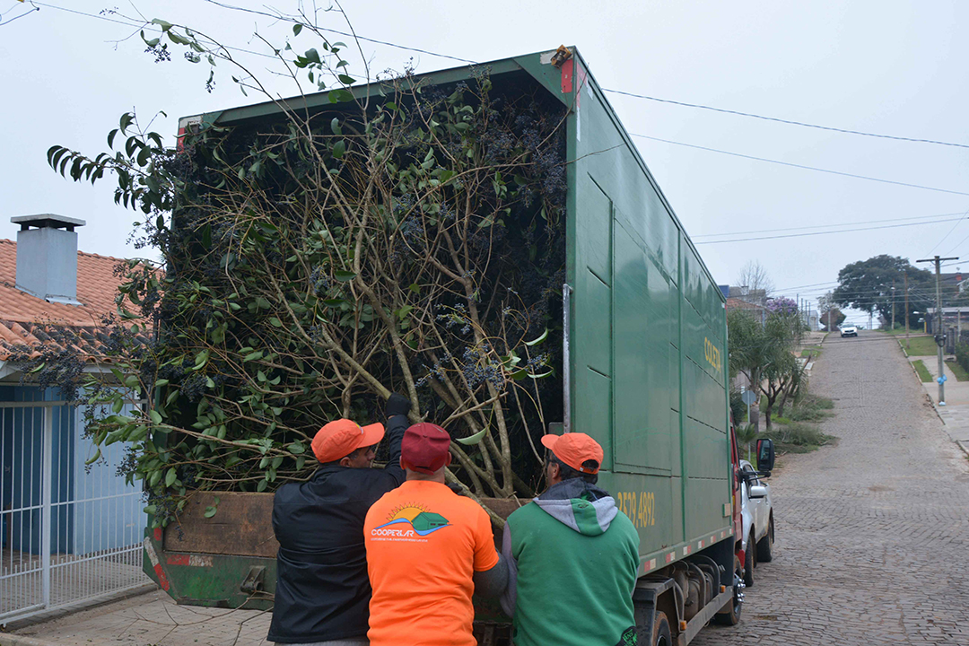 Secretaria de Agricultura intensifica serviços de poda e recolhimento de galhos em Lagoa Vermelha