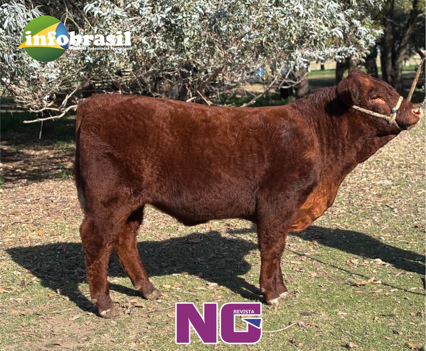 Devon estreia na Exposición Rural de Palermo com animais nascidos na Argentina